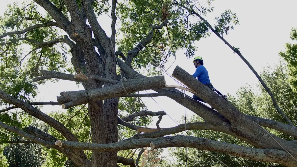 Professional Hazardous Tree Removal performed by certified arborists in Thayer